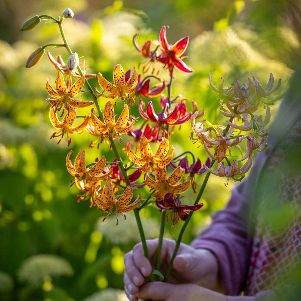 Lilium Martagon Seeds - Heirloom Flower Plant for Home Gardens