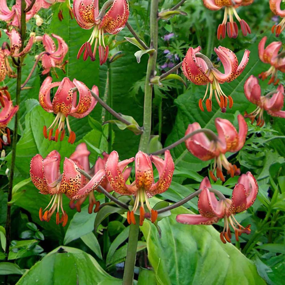 Lilium Martagon Seeds - Heirloom Flower Plant for Home Gardens