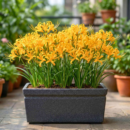 Lilium Seeds - Heirloom Flower Plant for Home Gardens