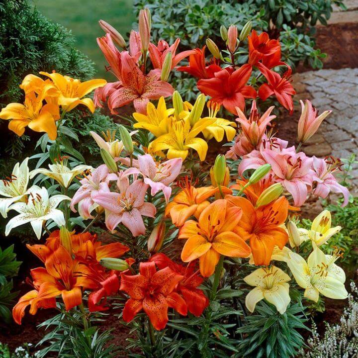 Lilium Seeds - Heirloom Flower Plant for Home Gardens