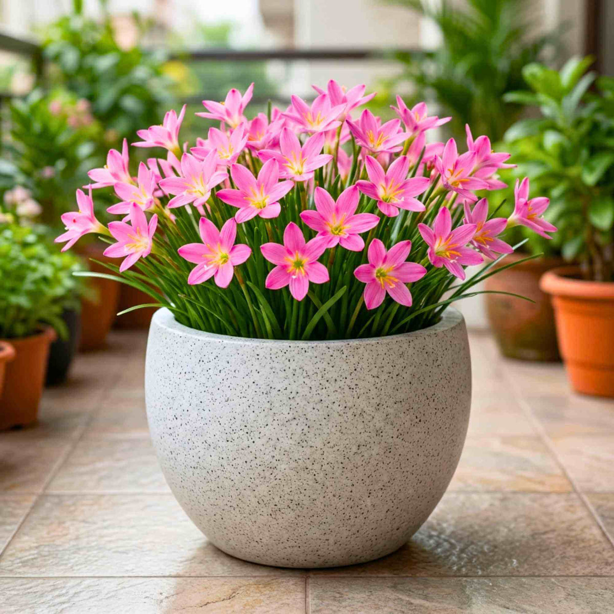 Lilium Seeds - Heirloom Flower Plant for Home Gardens