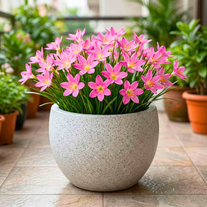 Lilium Seeds - Heirloom Flower Plant for Home Gardens
