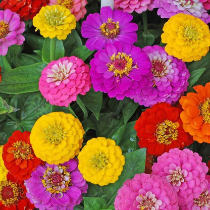 Lilliput Zinnia Seeds - Flower Plant