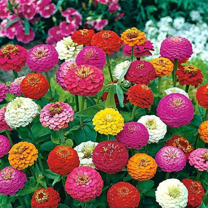 Lilliput Zinnia Seeds - Flower Plant