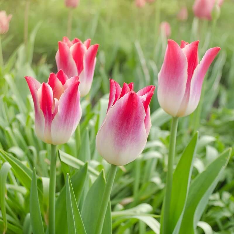 Lily-Flowered Tulips seeds