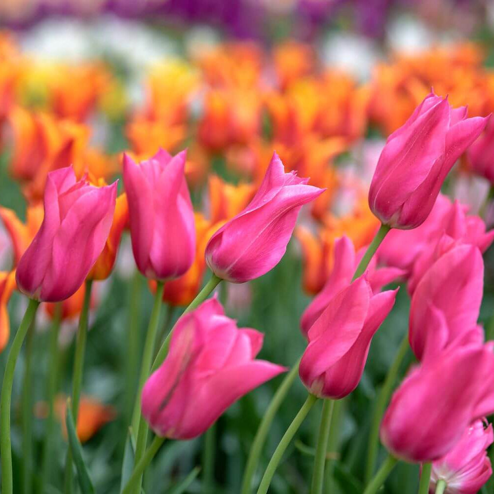 Lily-Flowered Tulips seeds