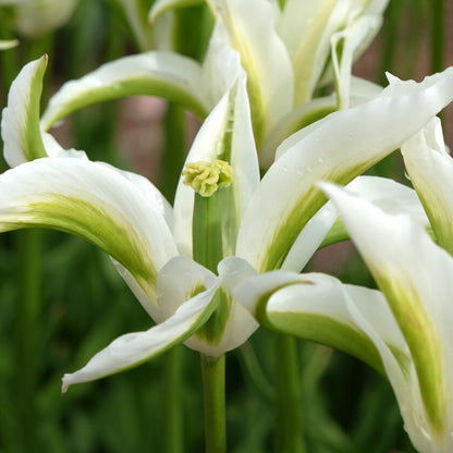Lily-Flowered Tulips seeds