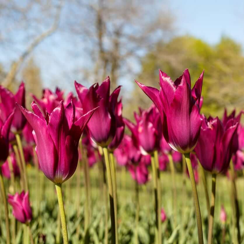 Lily-Flowered Tulips seeds