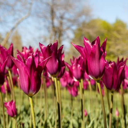 Lily-Flowered Tulips seeds