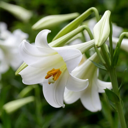 Lily Flower Seeds