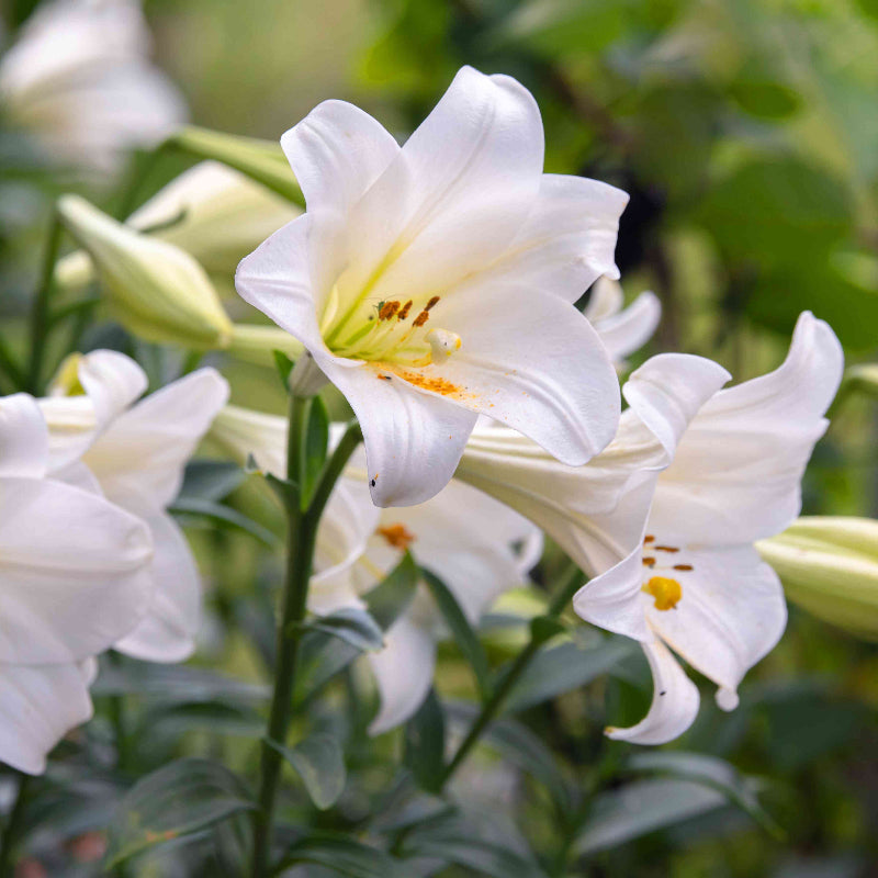 Lily Flower Seeds