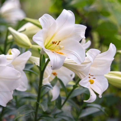 Lily Flower Seeds