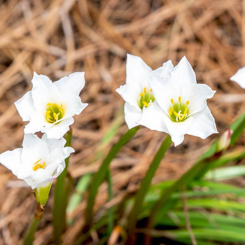Lily Flower Seeds