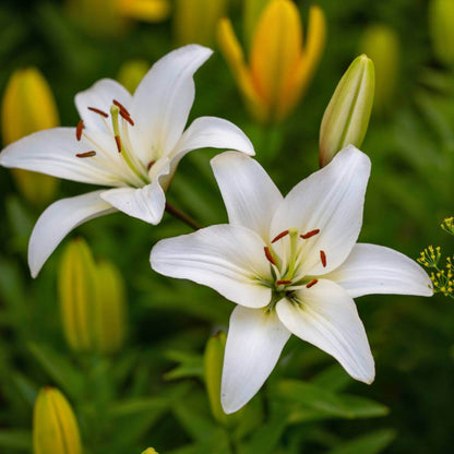 Lily Flower Seeds
