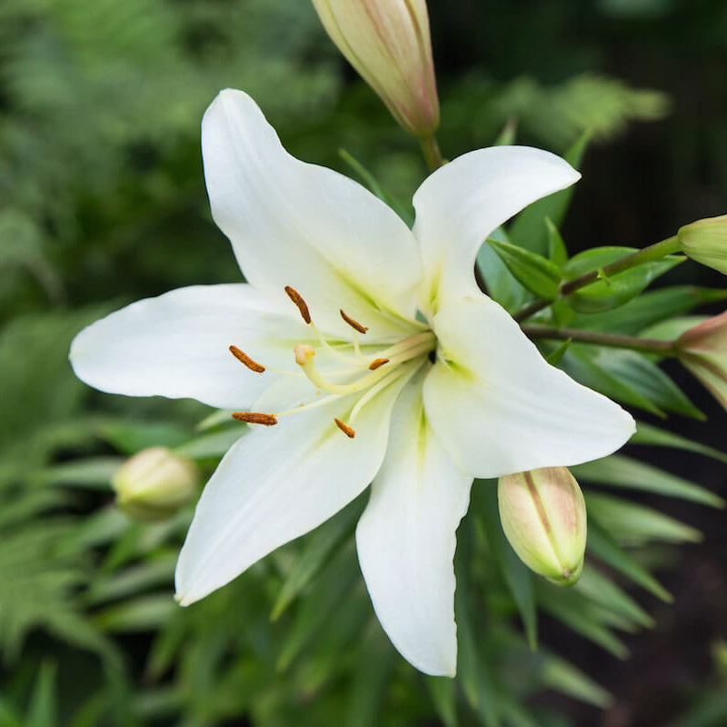 Lily Flower Seeds