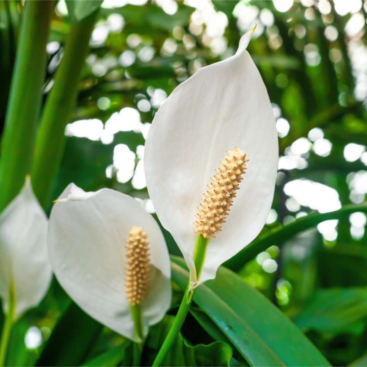 Lily Flower Seeds