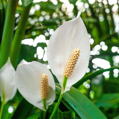 Lily Flower Seeds