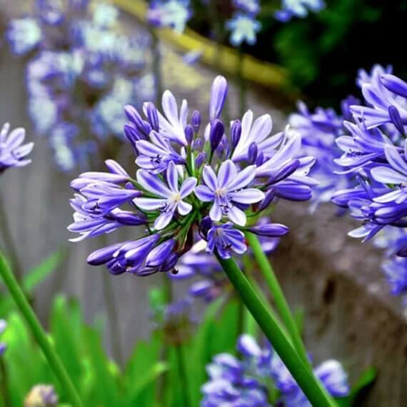 Lily Of The Nile Seeds - Flower Plant