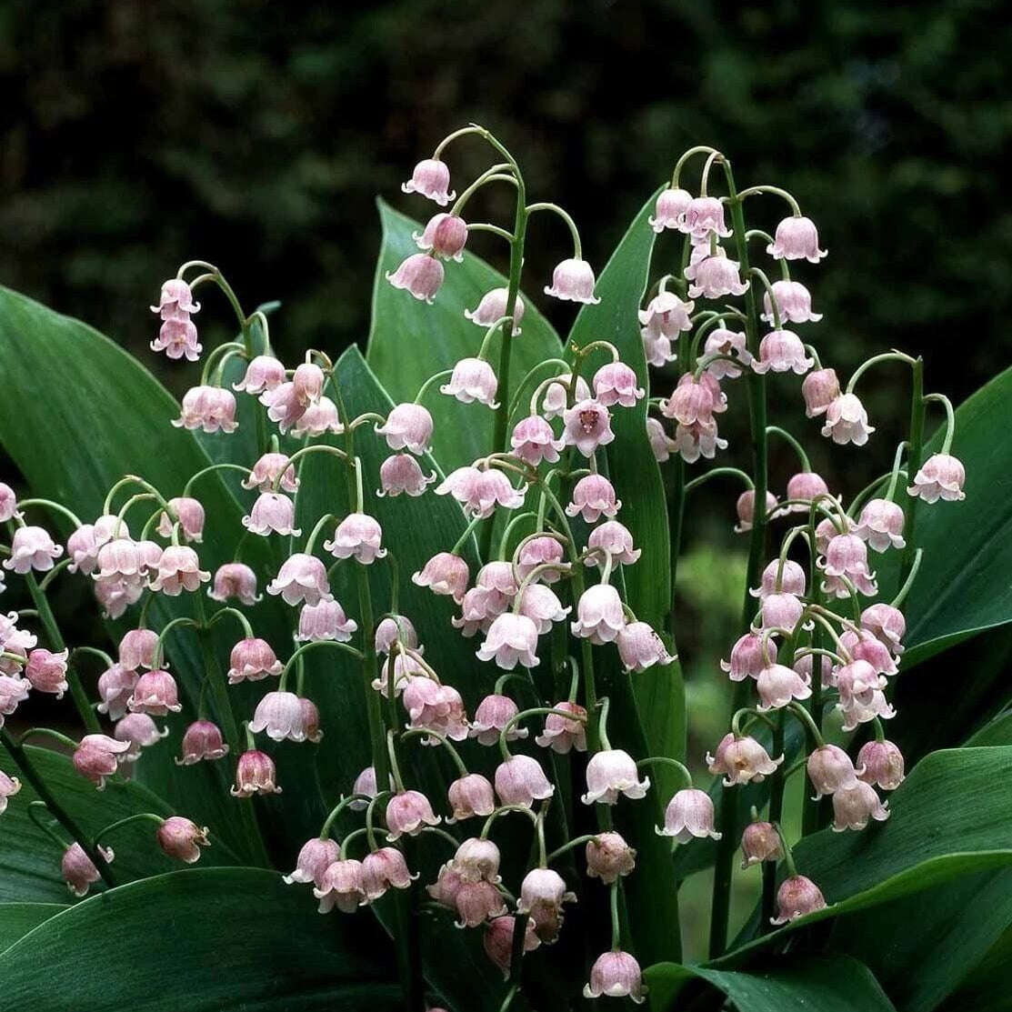 Lily Of The Valley Seeds - Flower Plant