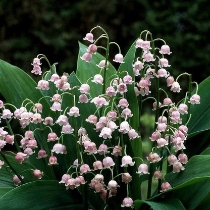 Lily Of The Valley Seeds - Flower Plant