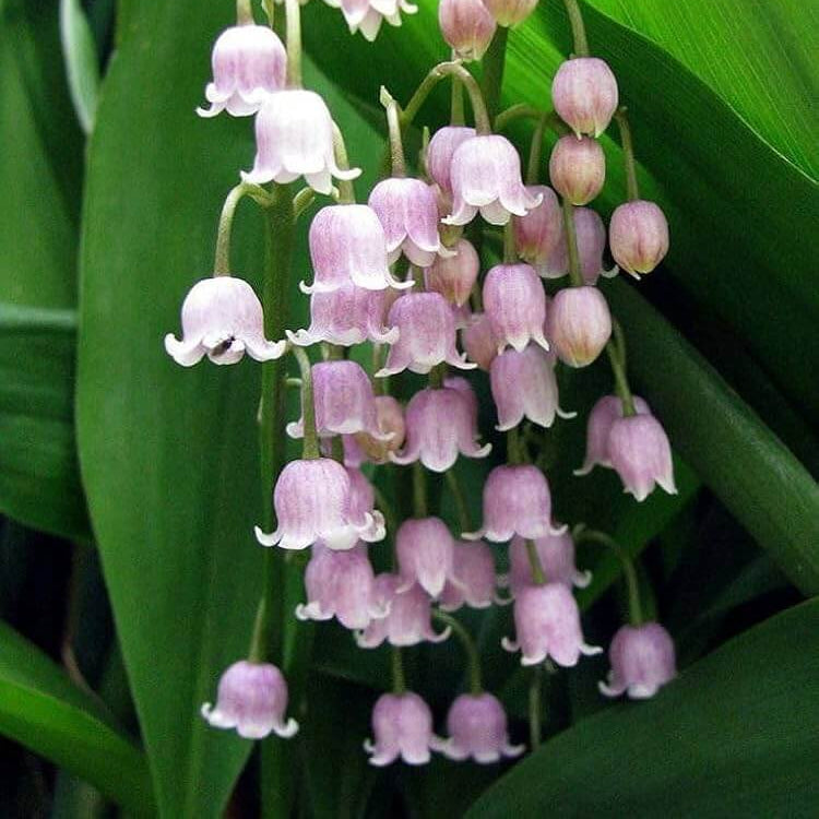 Lily Of The Valley Seeds - Flower Plant