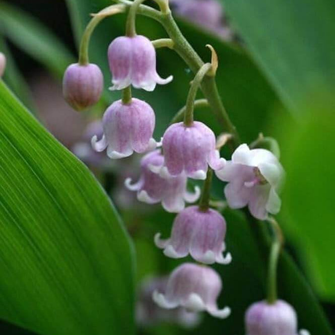 Lily Of The Valley Seeds - Flower Plant