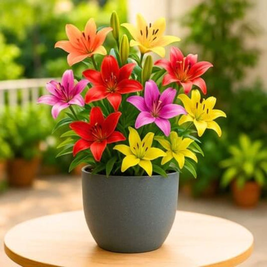 Lily Seeds - Flower Plant