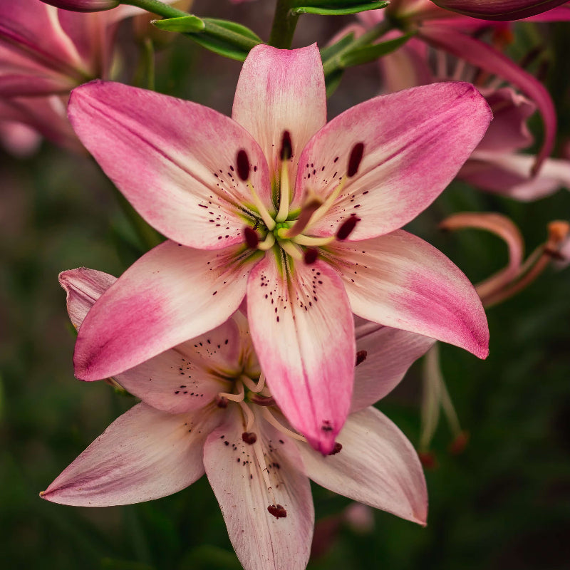 Lily Seeds 