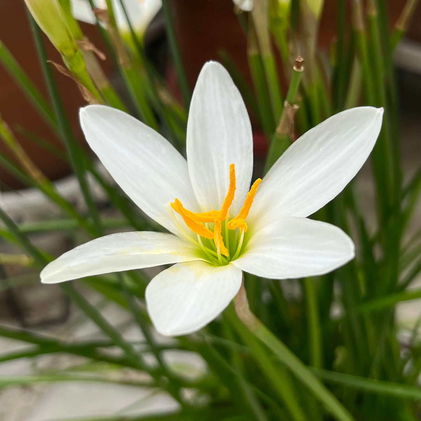 Lily Seeds 