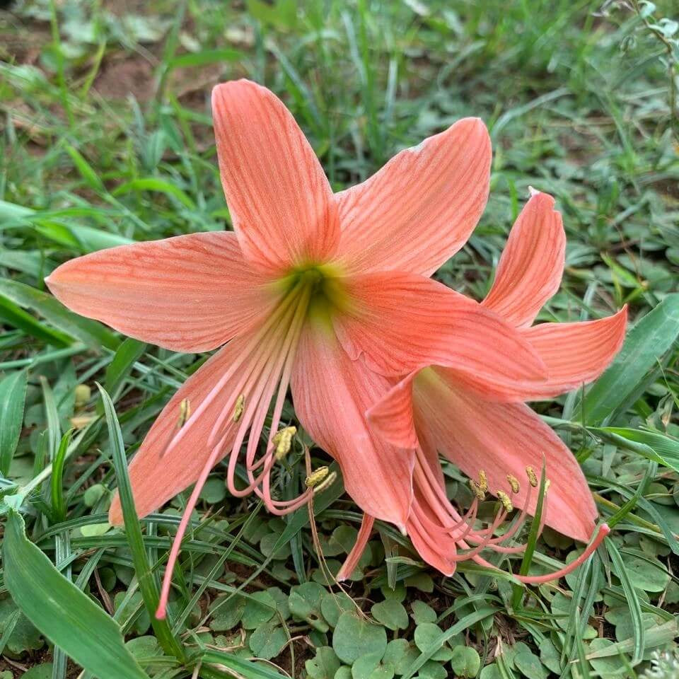 Lily Seeds 
