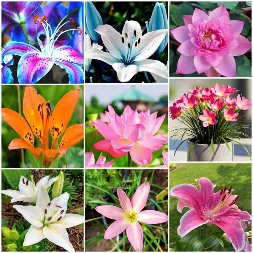 Lily Seeds 