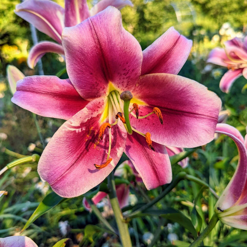 Lily Seeds 