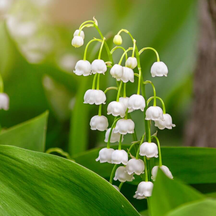 Lily of the Valley Seeds