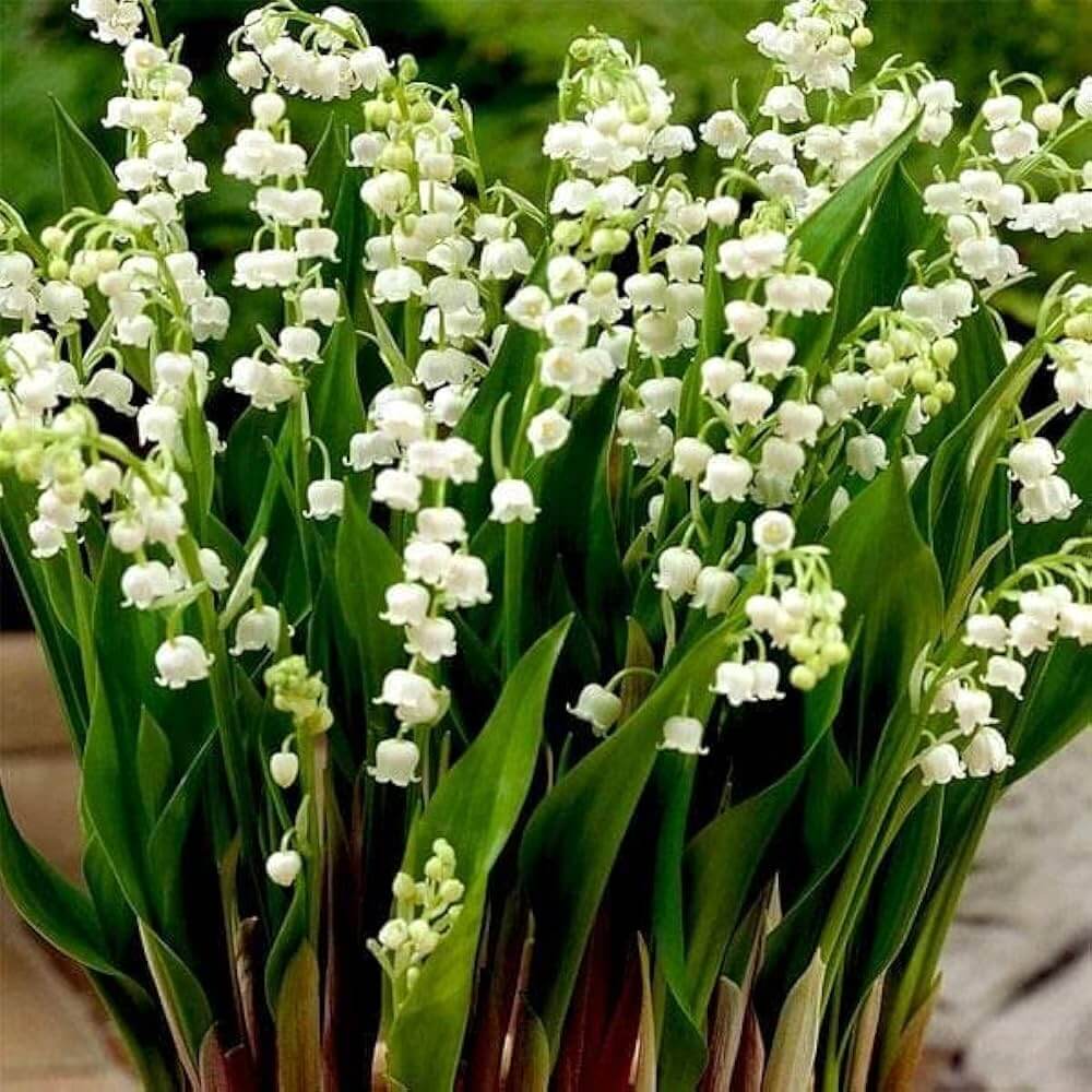 Lily of the Valley Seeds