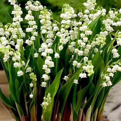 Lily of the Valley Seeds