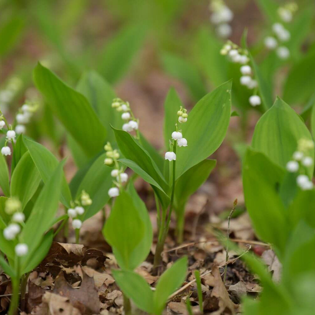 Lily of the Valley Seeds