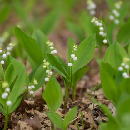 Lily of the Valley Seeds