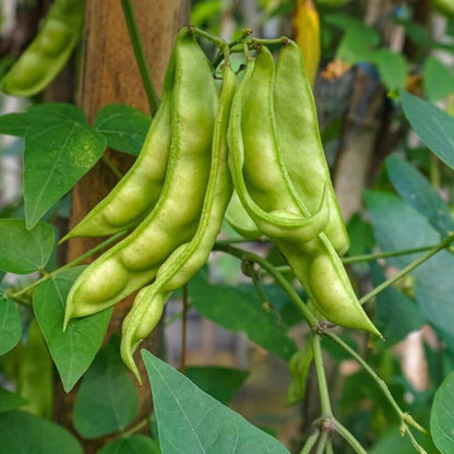 Lima Bean Seeds 