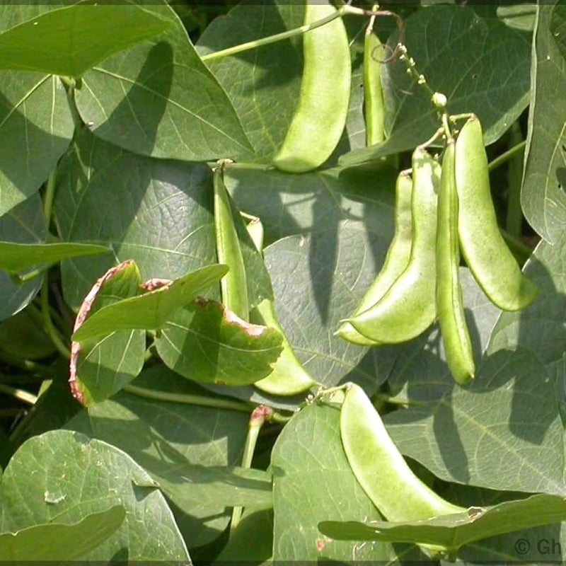 Lima Bean Seeds 