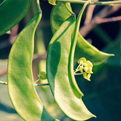 Lima Bean Seeds 
