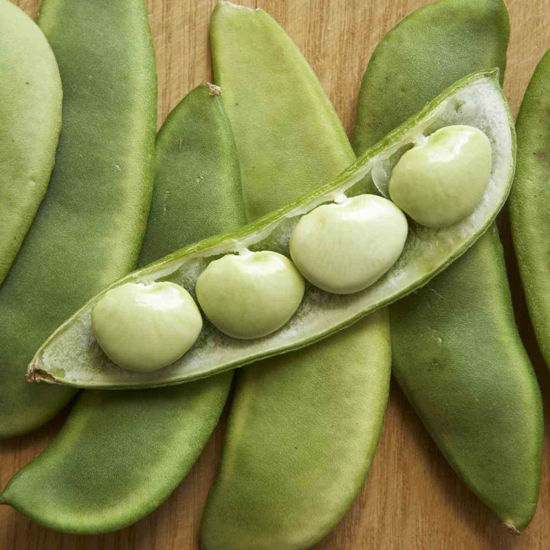 Lima Bean Seeds 