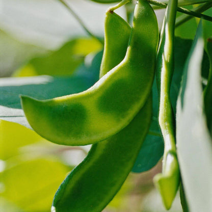 Lima Bean Seeds 