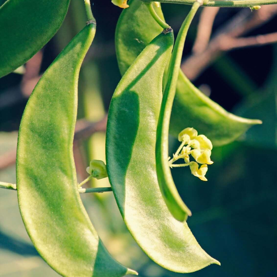 Lima bean seeds - Vegetable Plant