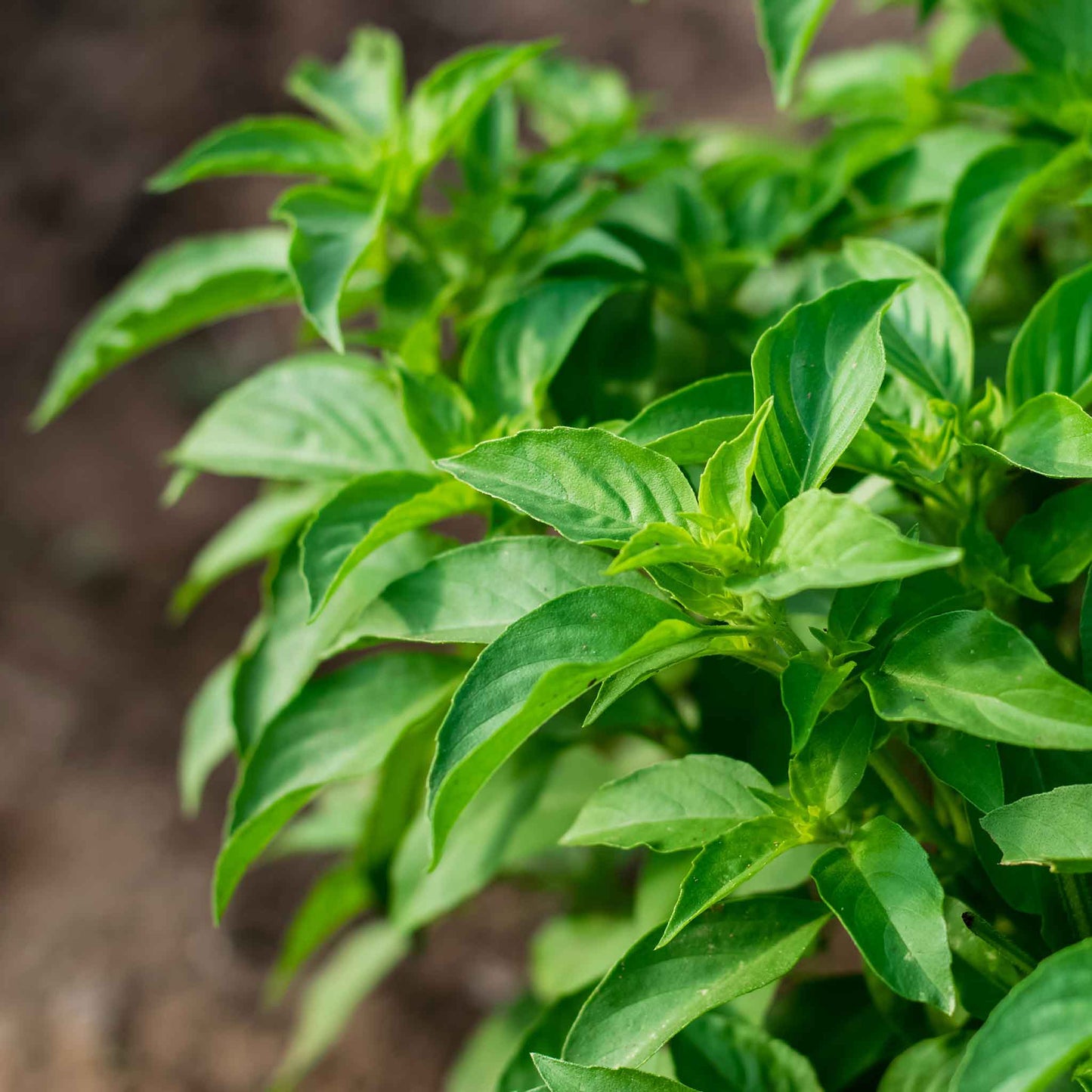 Lime Basil Seeds - Herbal Plant