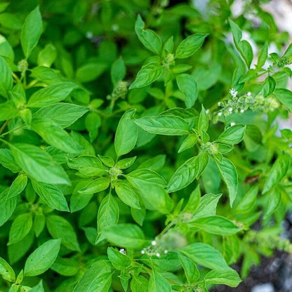 Lime Basil Seeds - Herbal Plant