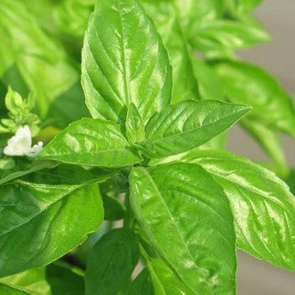 Lime Basil Seeds - Herbal Plant