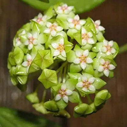 Lime Green Hoya Seeds - Heirloom Flower Plant for Home Gardens