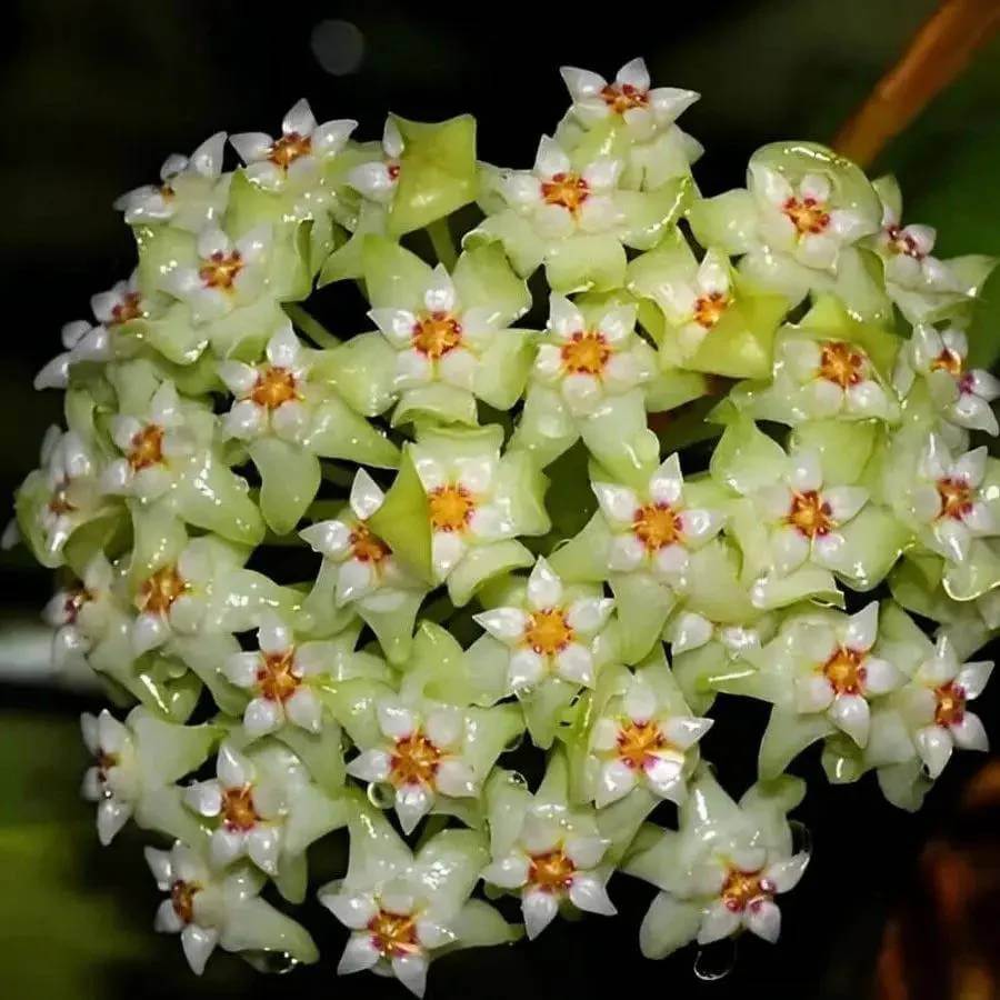 Lime Green Hoya Seeds - Heirloom Flower Plant for Home Gardens