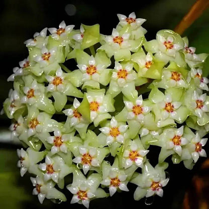 Lime Green Hoya Seeds - Heirloom Flower Plant for Home Gardens