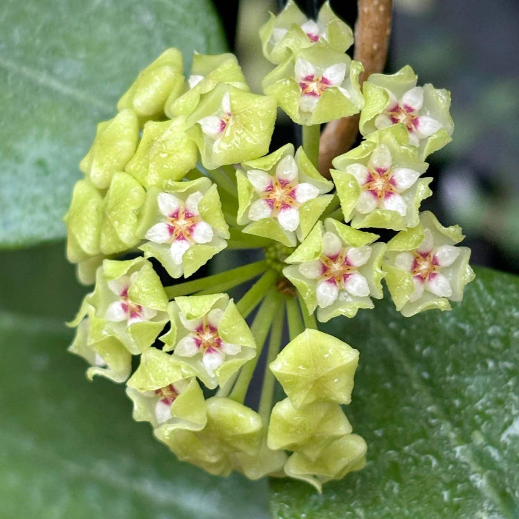 Lime Green Hoya Seeds - Heirloom Flower Plant for Home Gardens